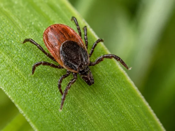 Lyme disease symptoms early signs rash